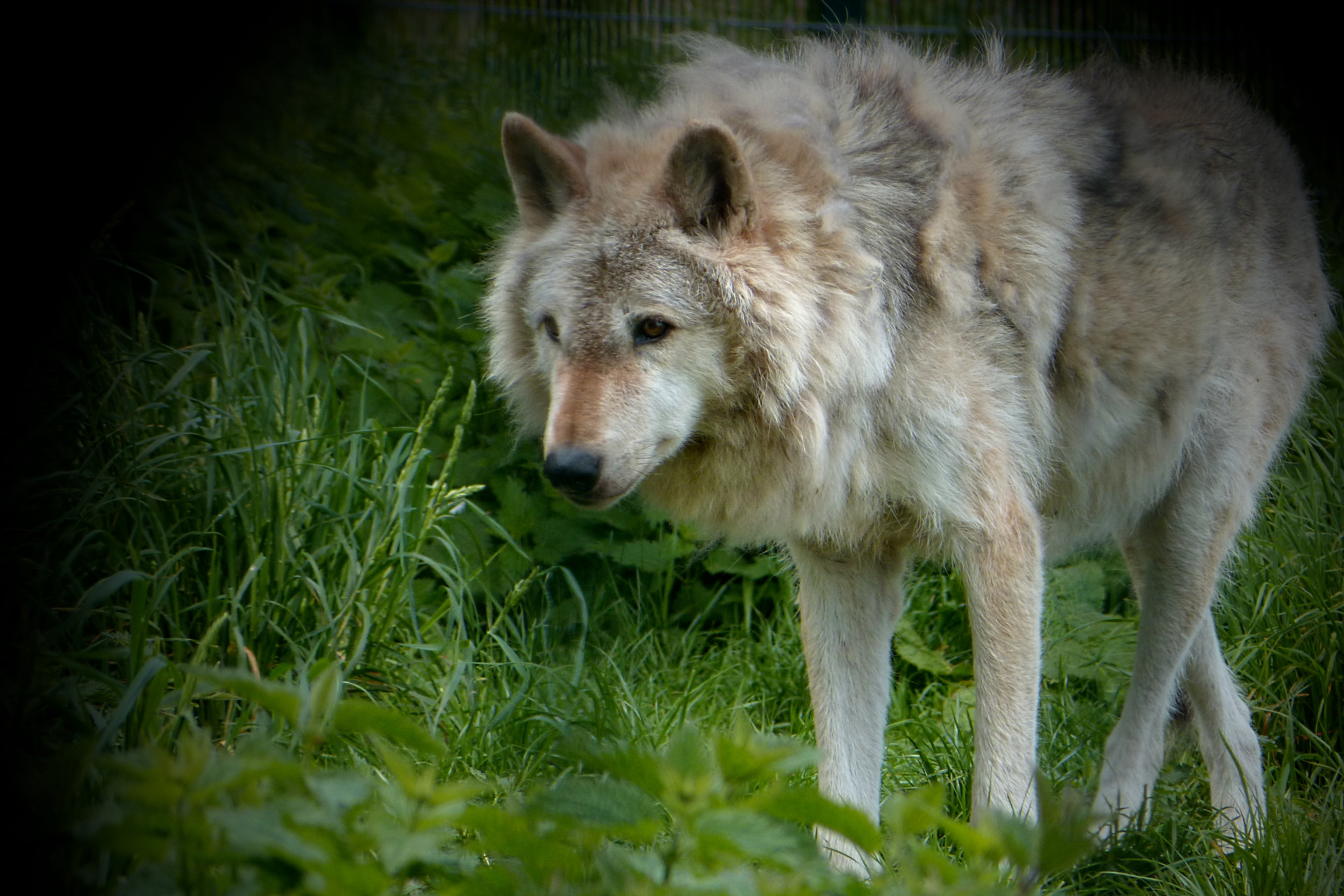 North American gray wolf