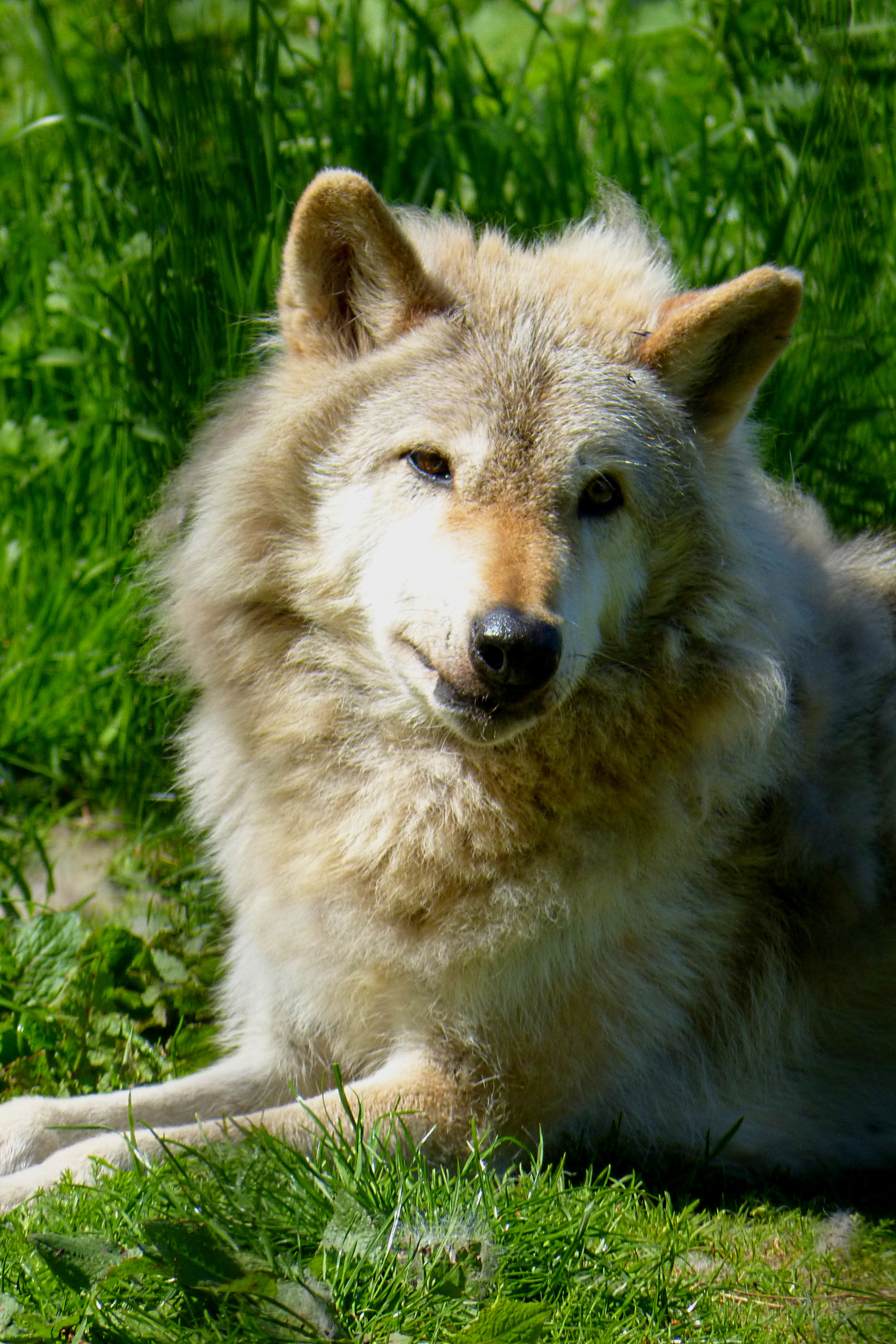North American gray wolf
