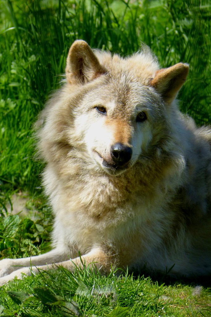 North American gray wolf