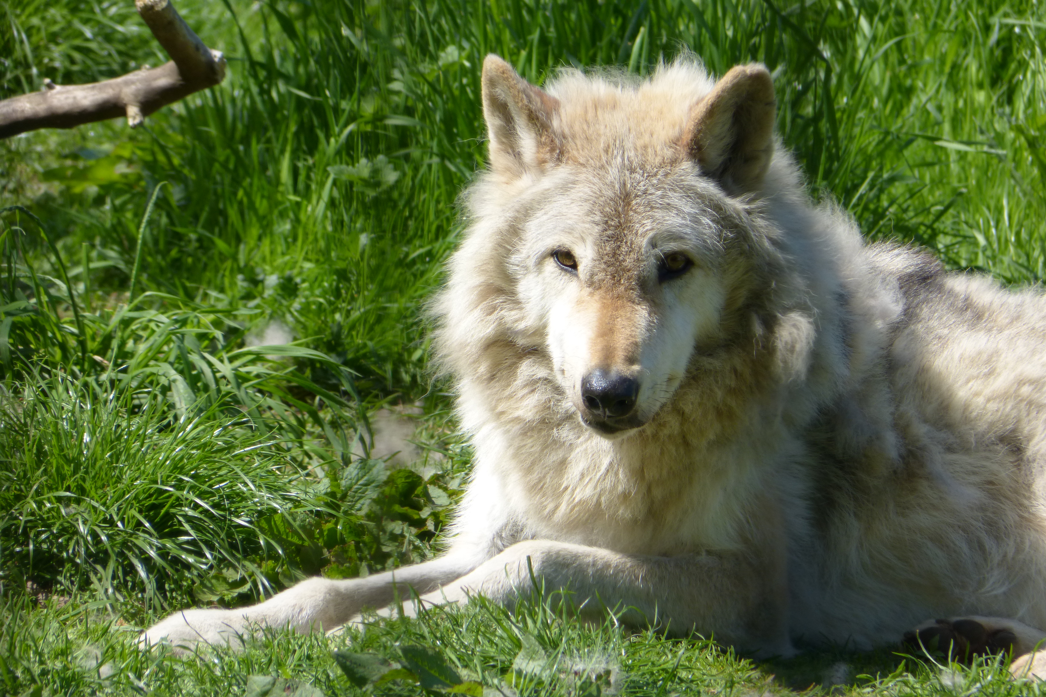 North American gray wolf