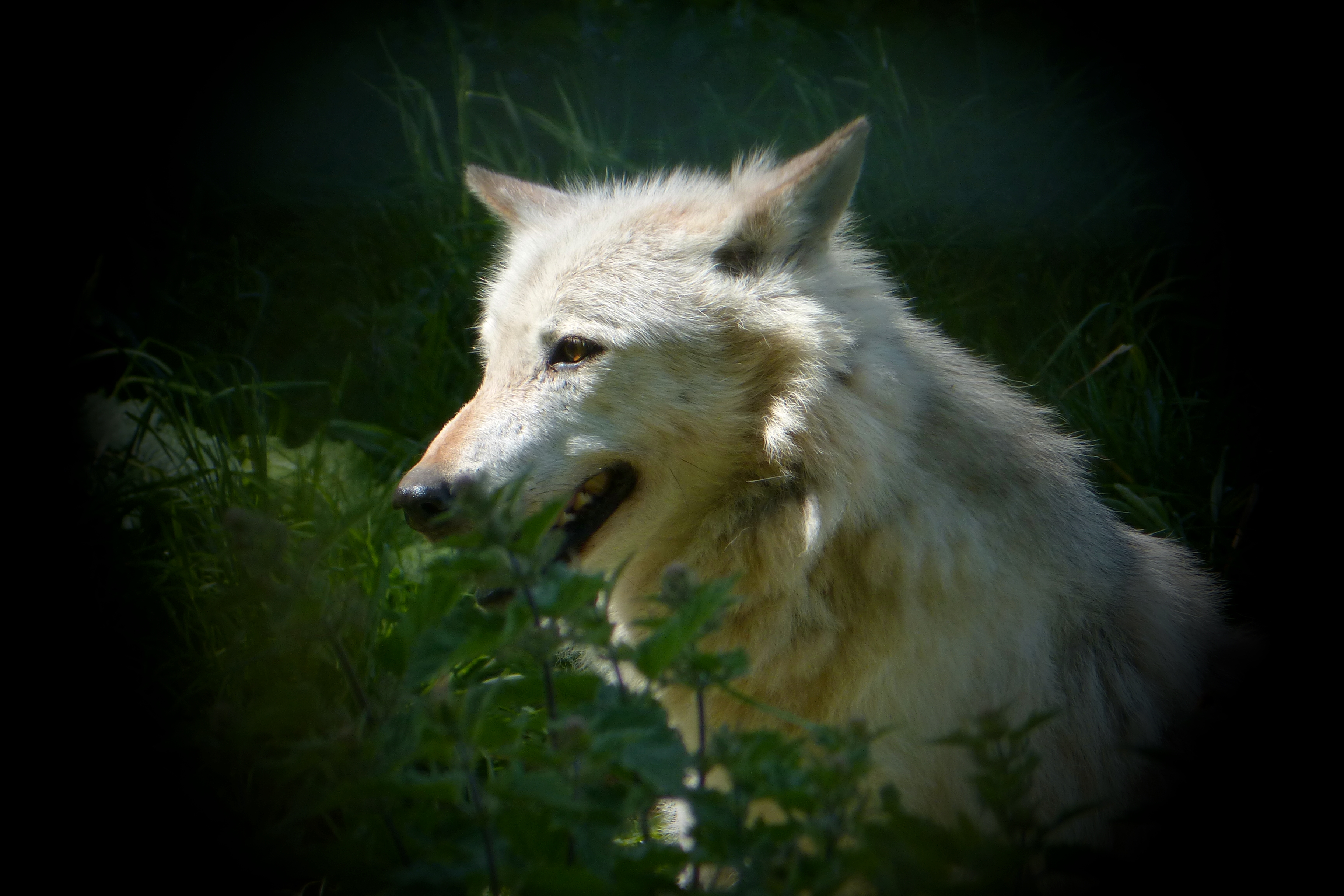 North American gray wolf