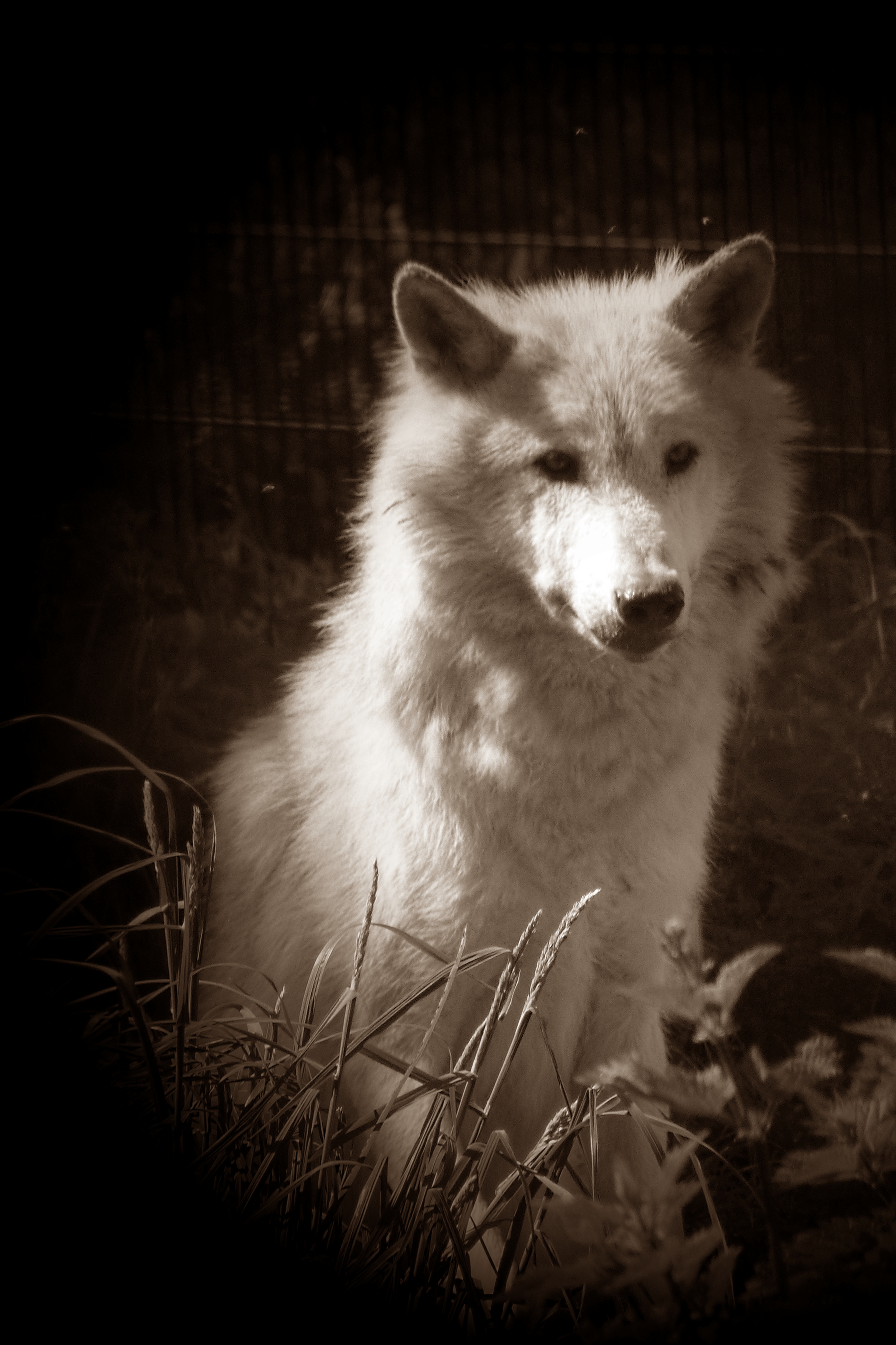 North American gray wolf