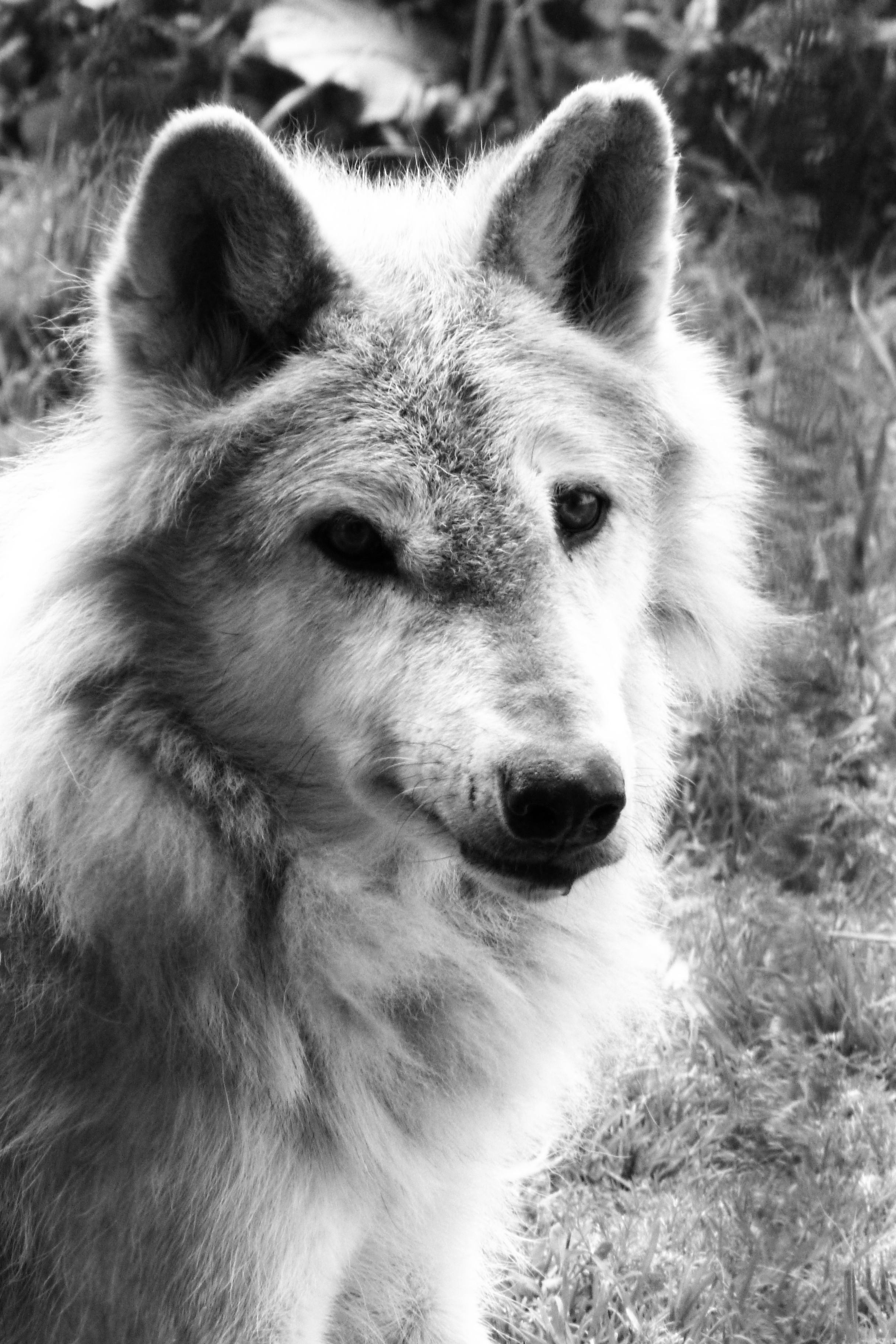 North American gray wolf