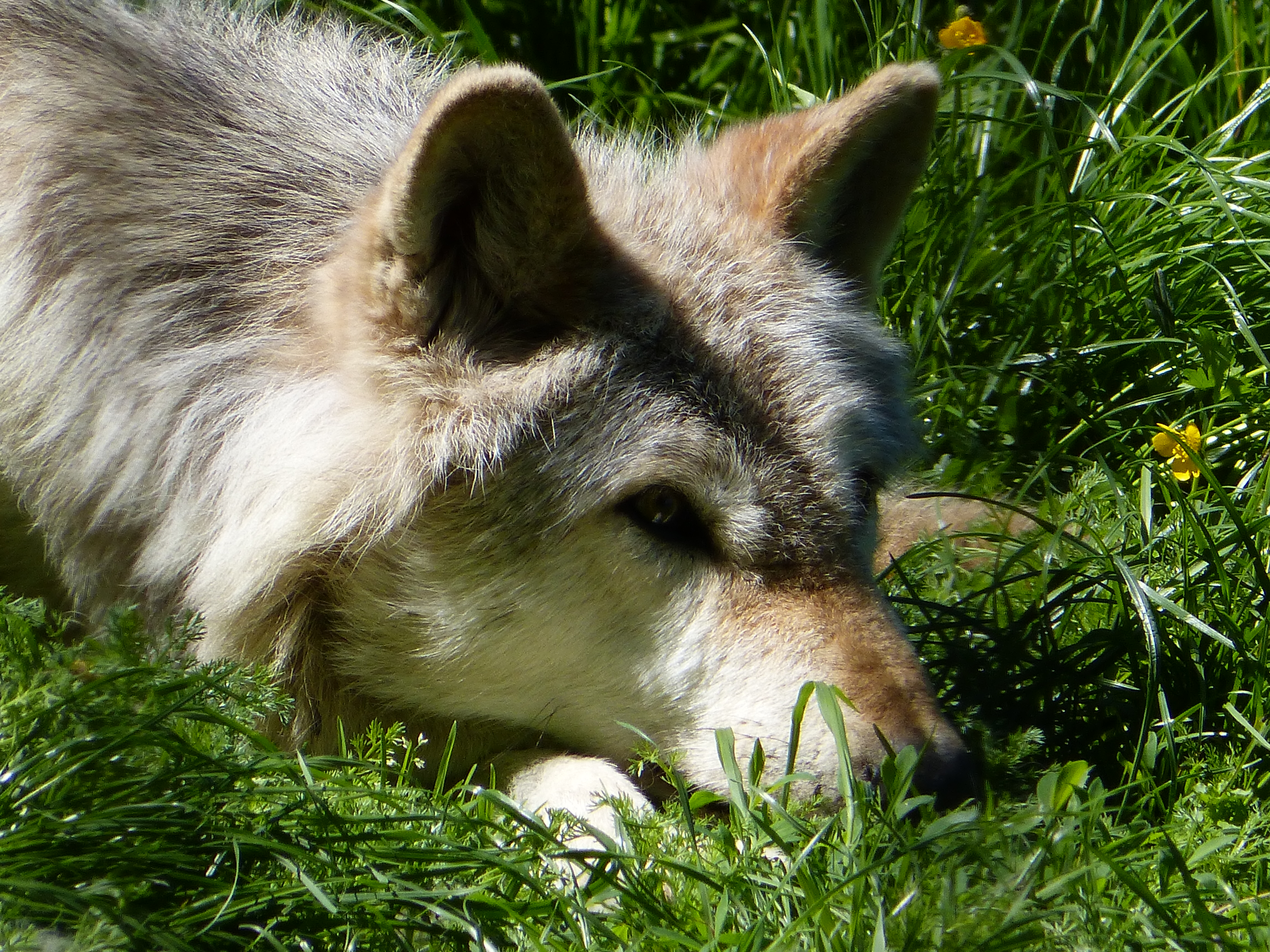 North American gray wolf