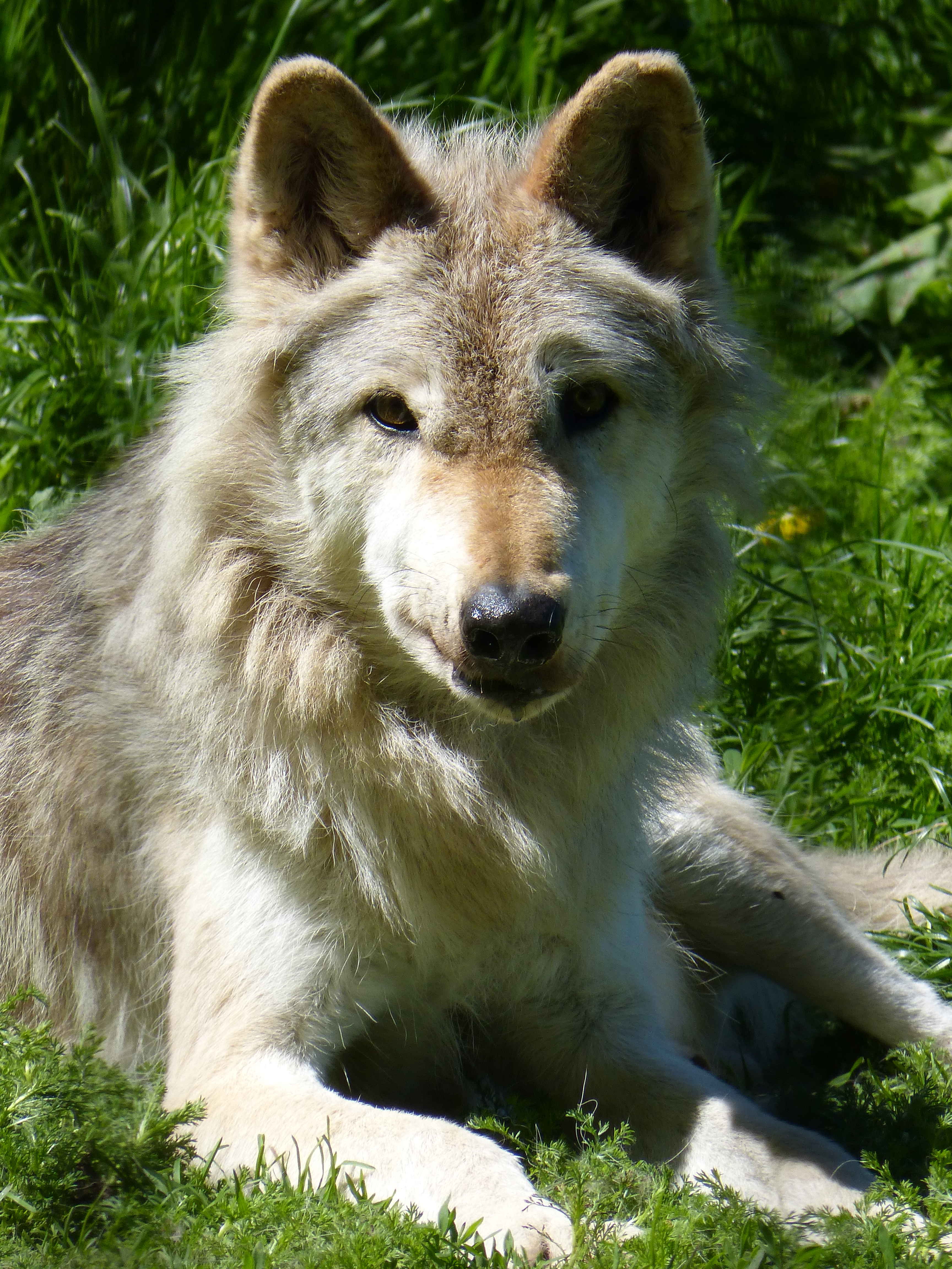 North American gray wolf