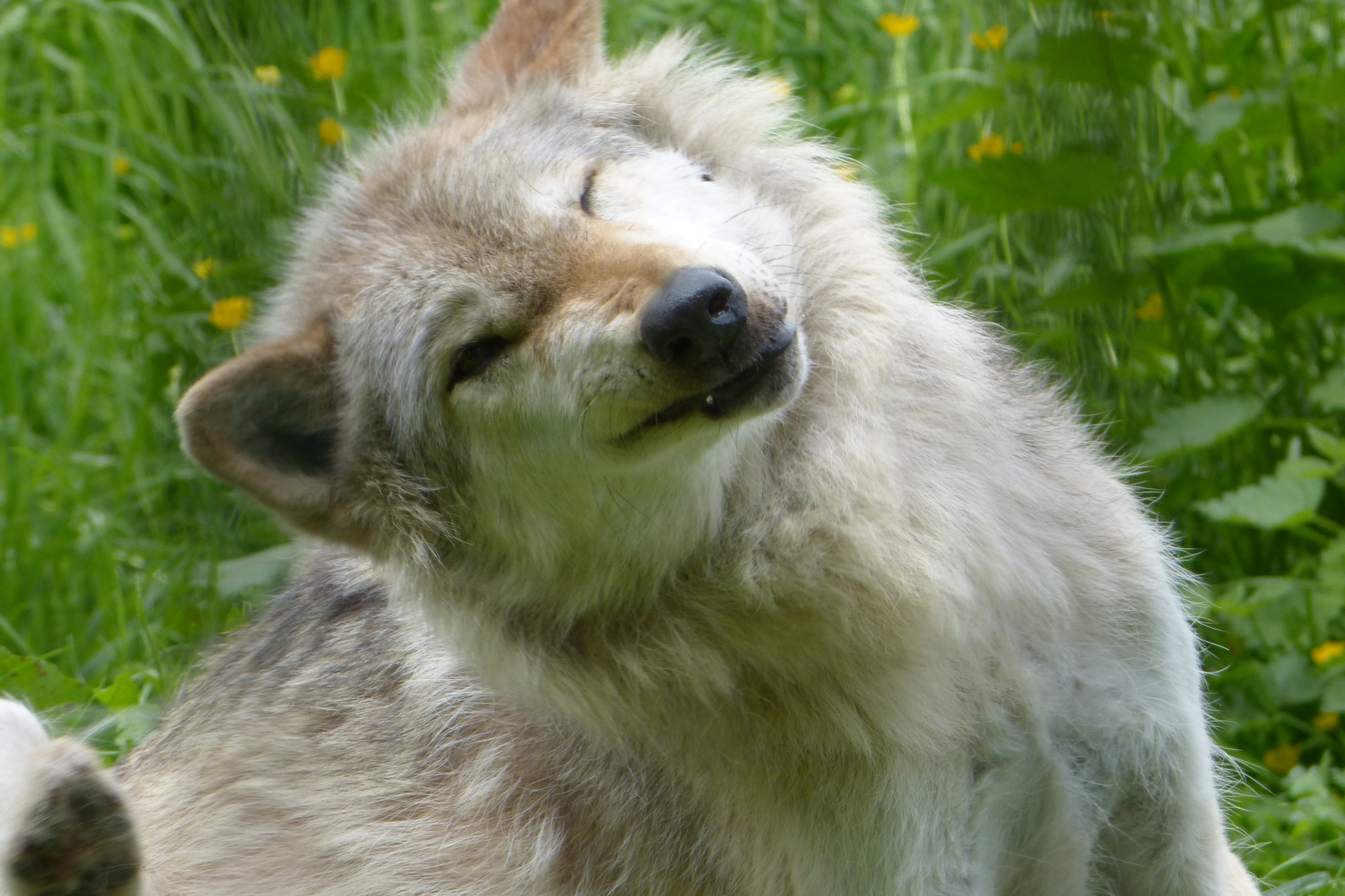 North American gray wolf
