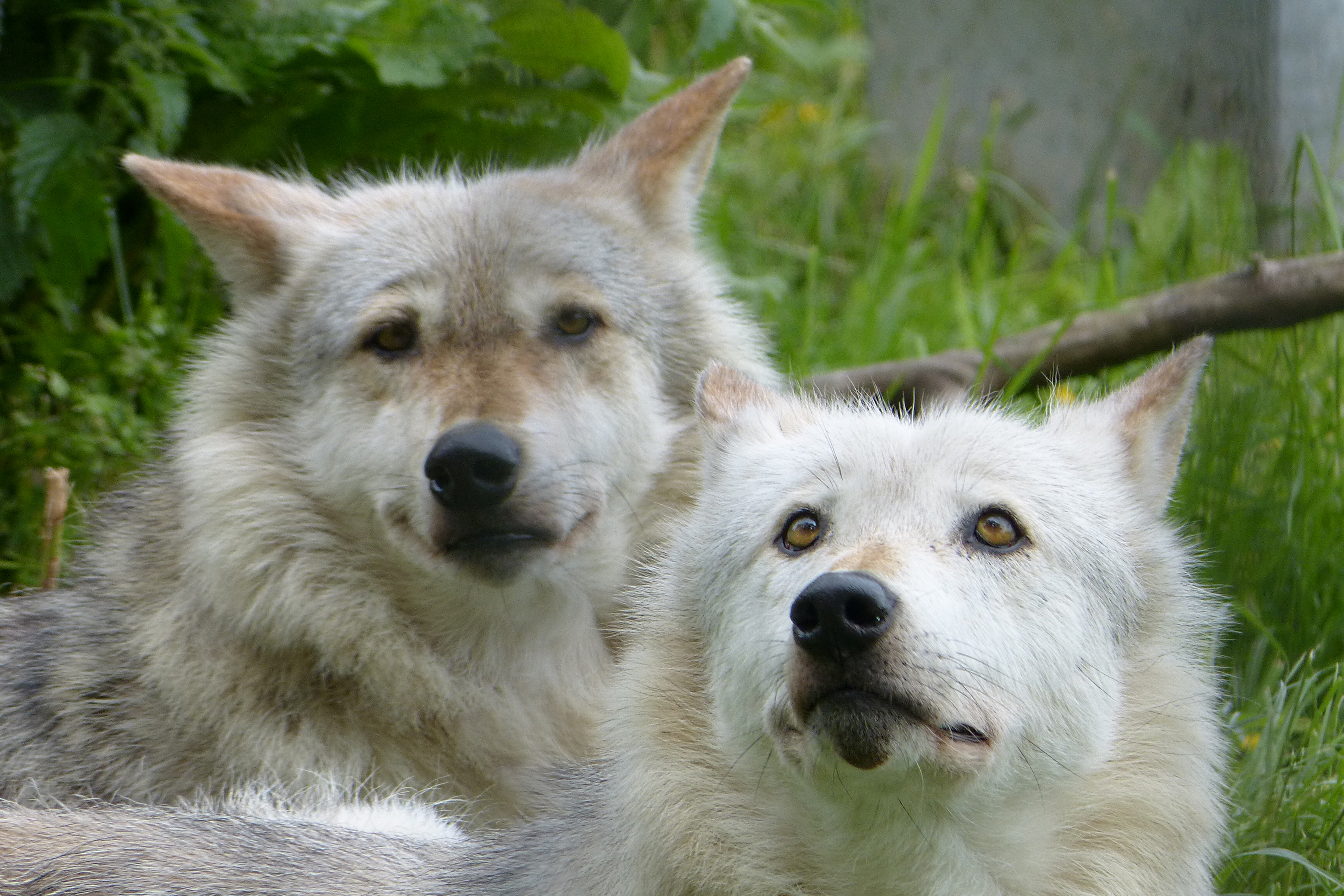 North American gray wolves