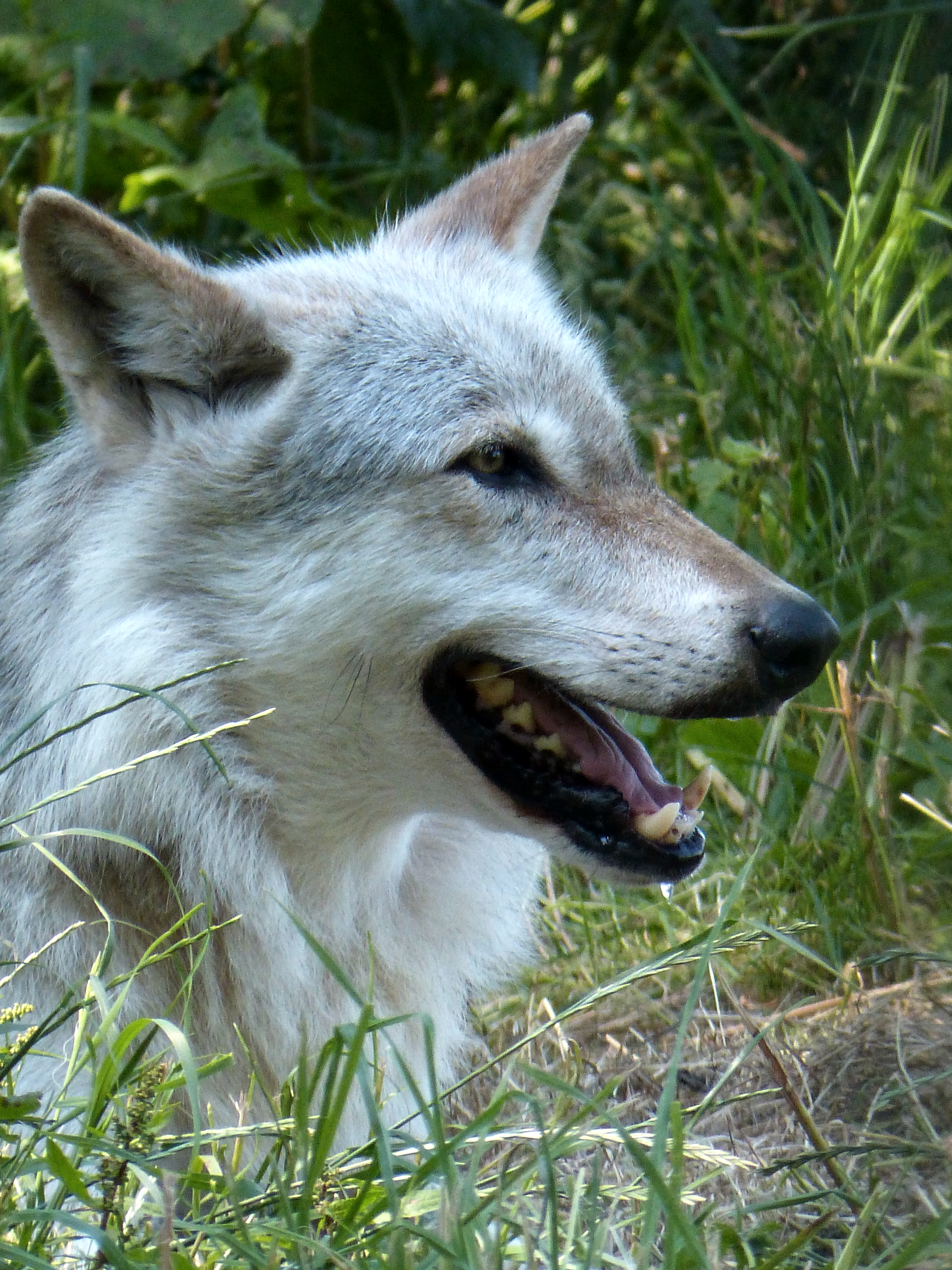 North American gray wolf