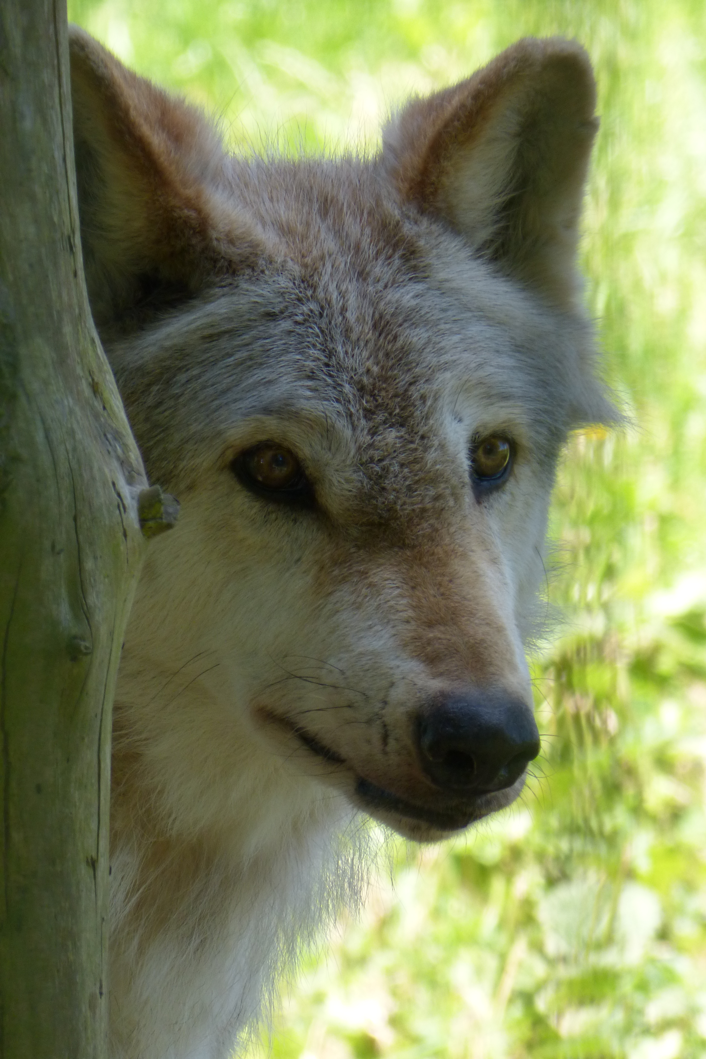 North American gray wolf