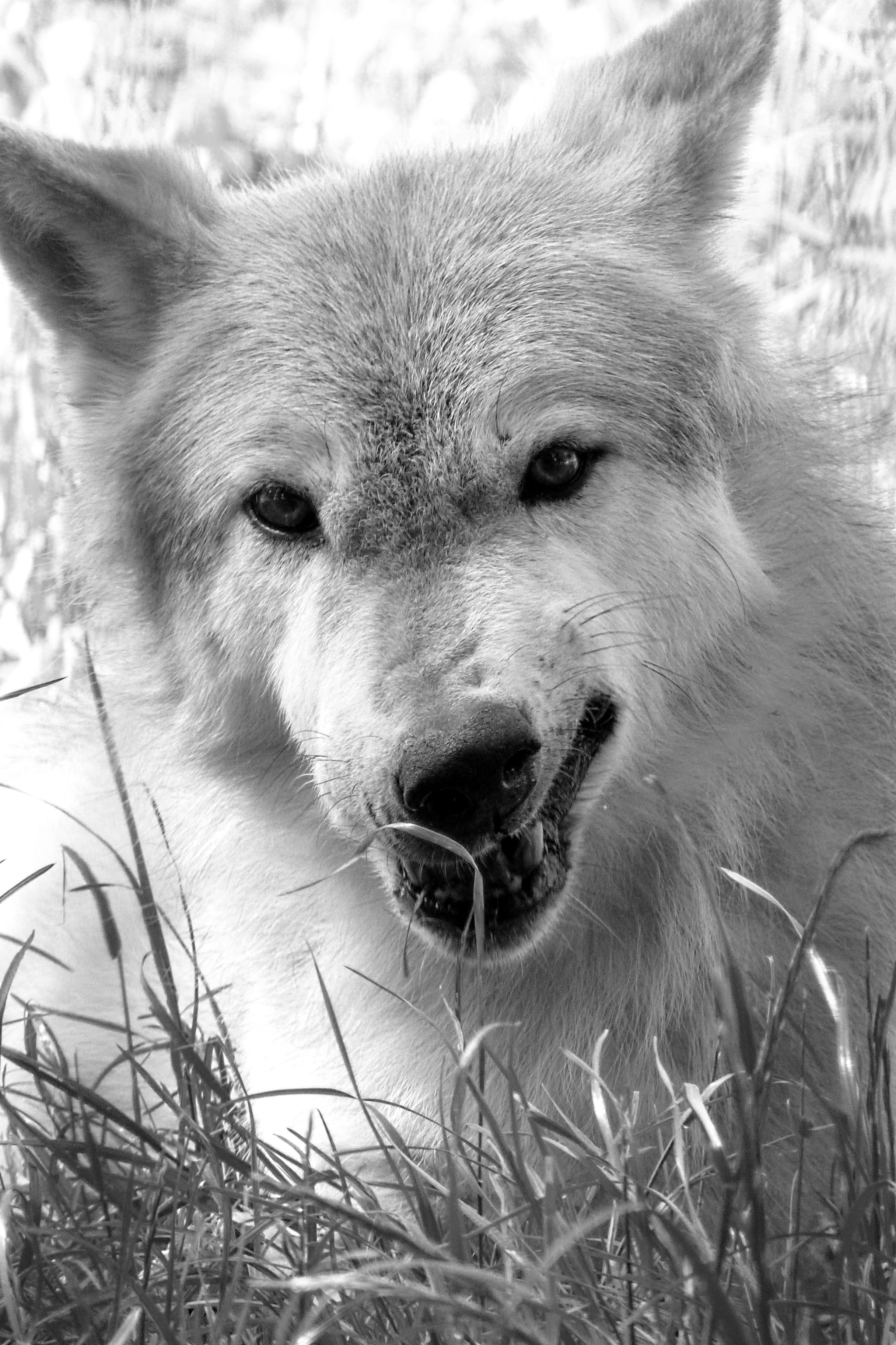 North American gray wolf