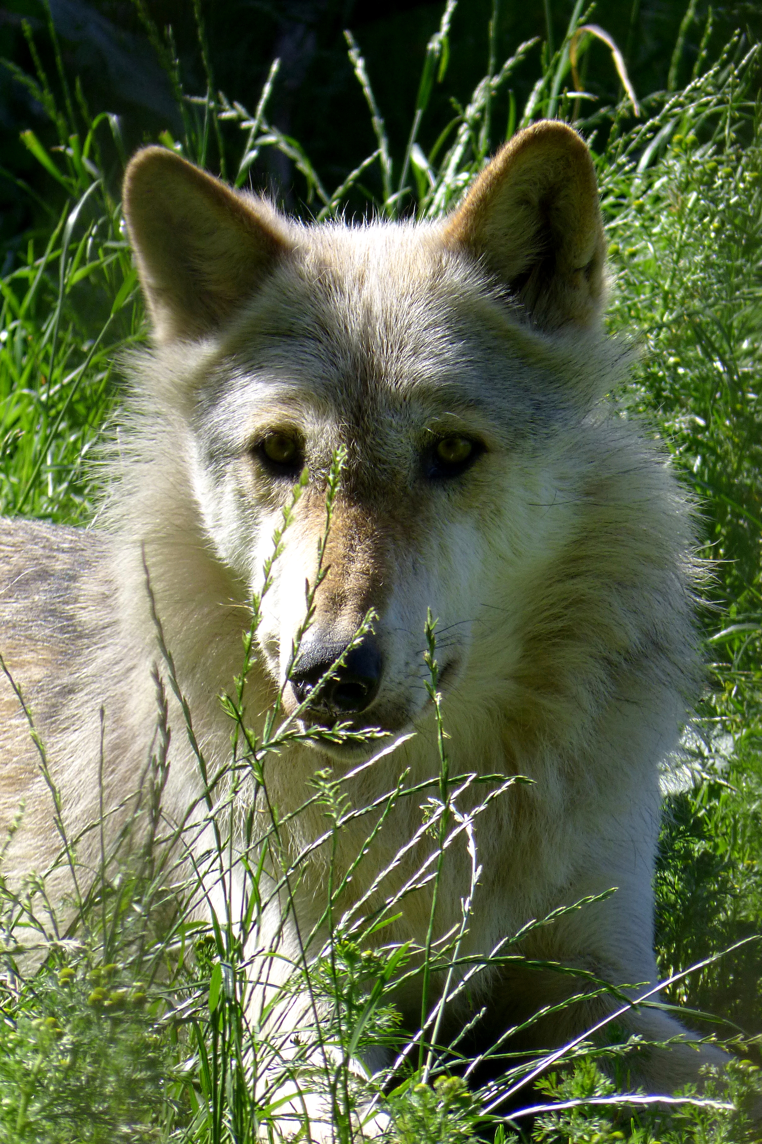 North American gray wolf